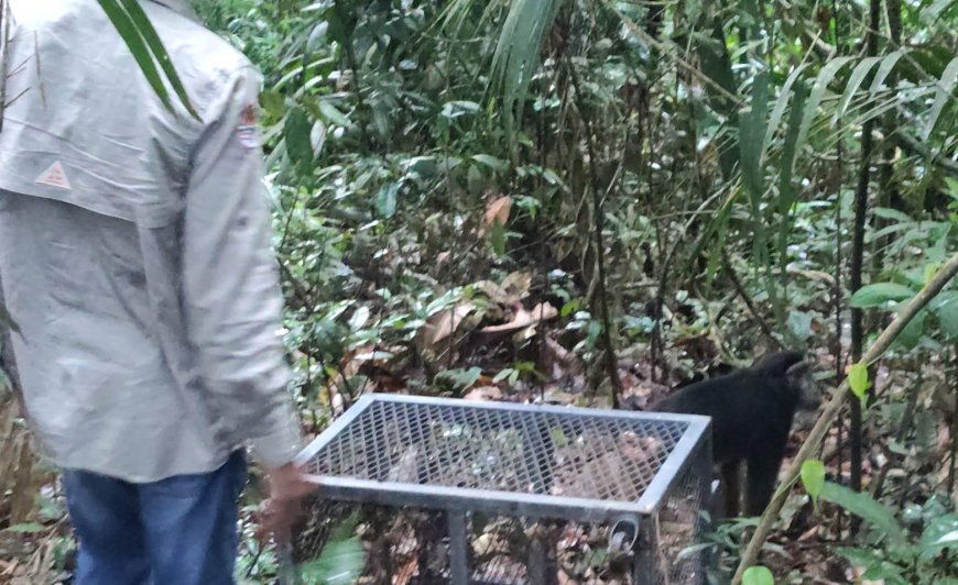 Balai Besar KSDA Sulawesi Selatan Lakukan Pelepasliaran Satwa