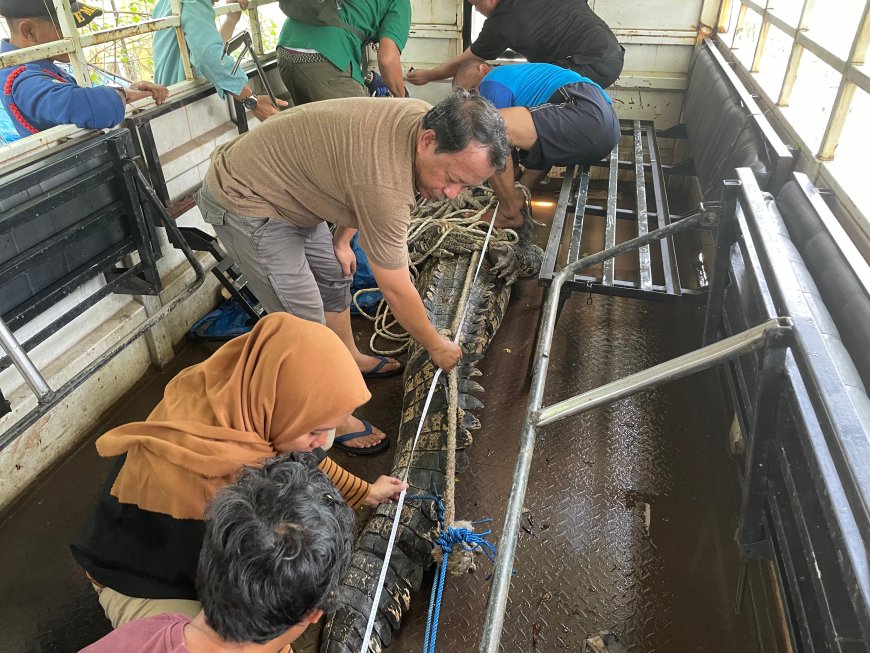 Penanganan Buaya Muara di Sulawesi Selatan:  Menyelaraskan Konservasi dengan Kepercayaan Tradisional