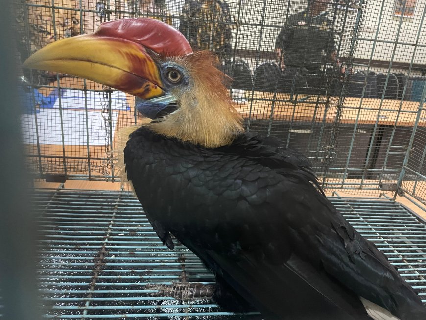 Karantina Sulsel dan BBKSDA Jalin Komitmen Perlindungan Satwa di Sulawesi