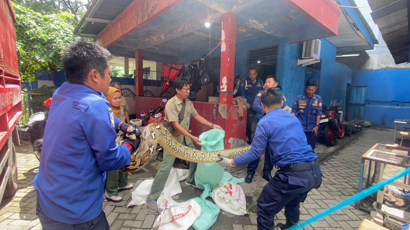 Serah Terima Ular Sanca Kembang di Damkar Kota Makassar