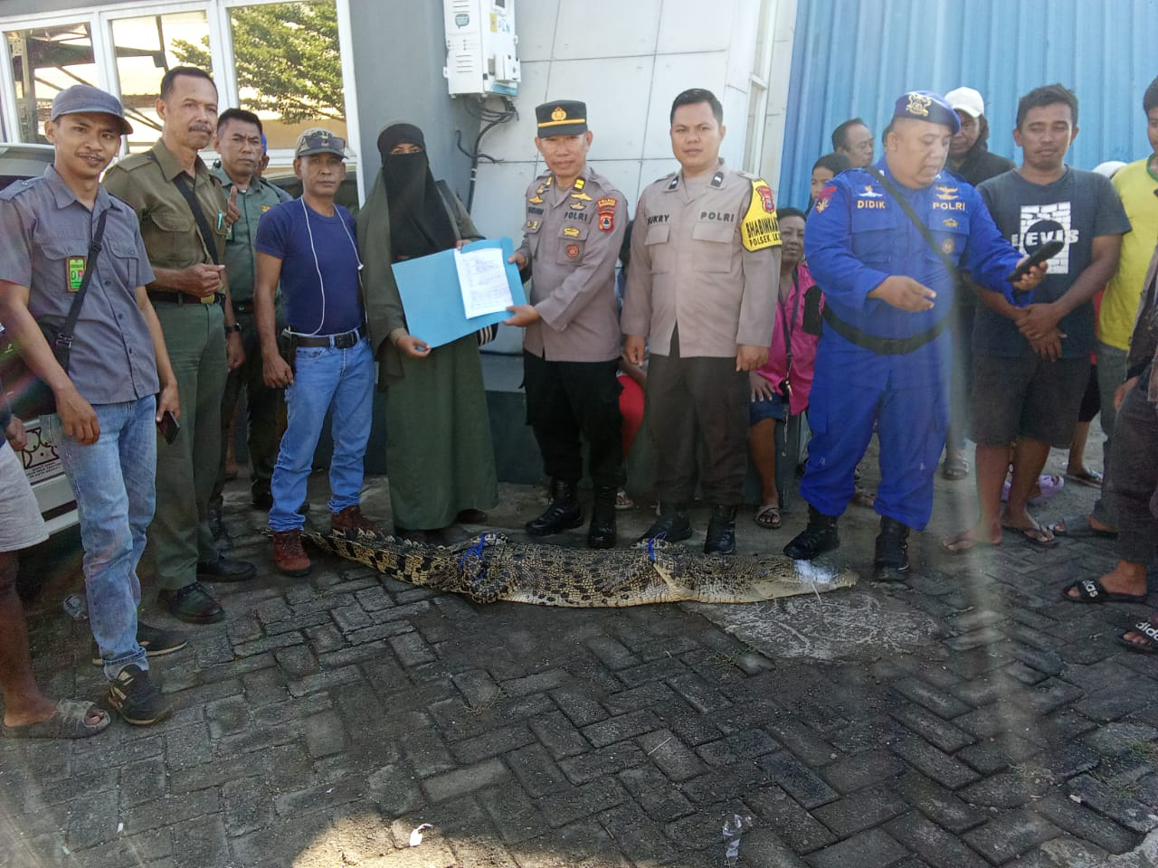 Evakuasi Buaya Muara dari Pulau Sumanga Kabupaten Pangkep