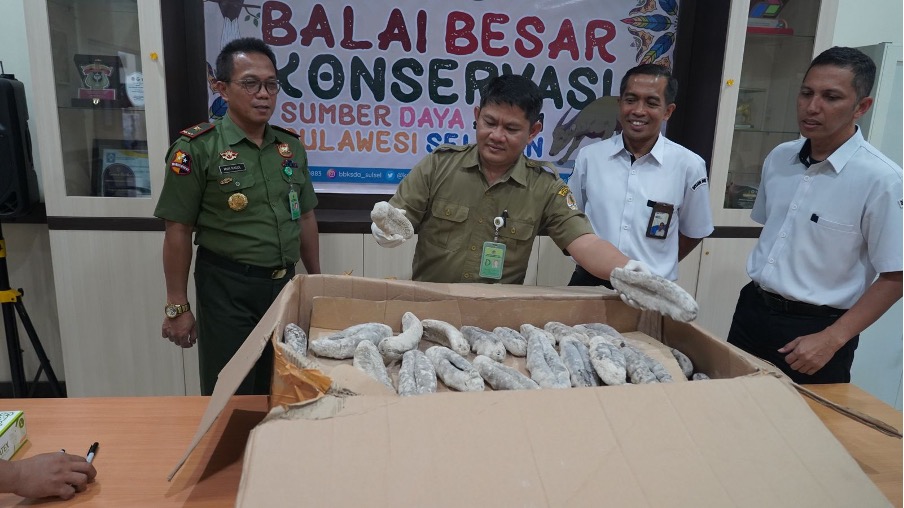 BBKSDA Sulawesi Selatan Terima Penyerahan 84 Teripang dari BPSPL