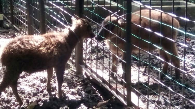 SANCTUARY ANOA TWA LEJJA KEDATANGAN PENGHUNI BARU