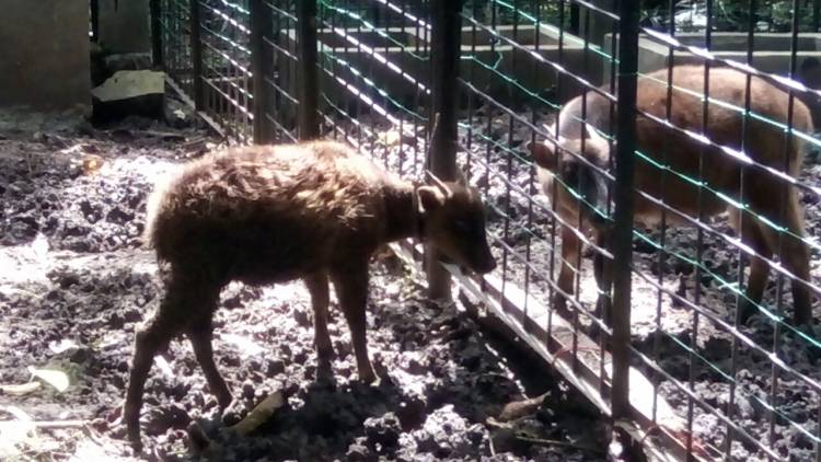 UBEN, SANG ANOA JANTAN YANG TAK LAGI SINGLE