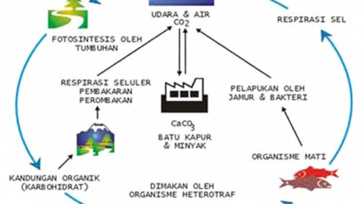KETERKAITAN PEMANASAN GLOBAL DAN SIKLUS KARBON