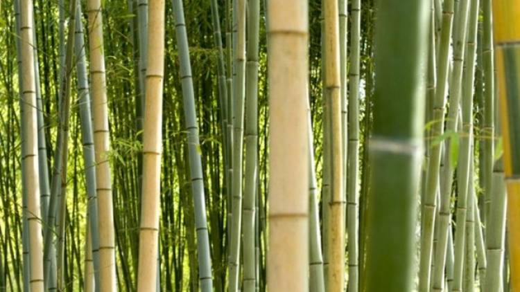 BAMBU BISA JADI BAHAN BAKU KERTAS