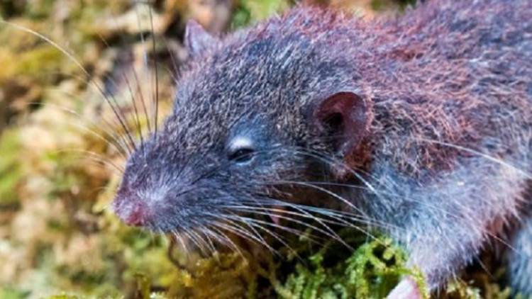 Yuk, Kenalan dengan Tikus Aneh Pemakan Akar dari Gandang Dewata