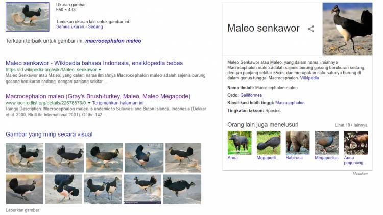 Begini Cara Identifikasi Foto TSL di Google dan Aplikasi