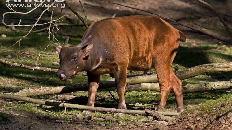 Identifikasi TSL Kunci Sulawesi (Anoa Lowland)