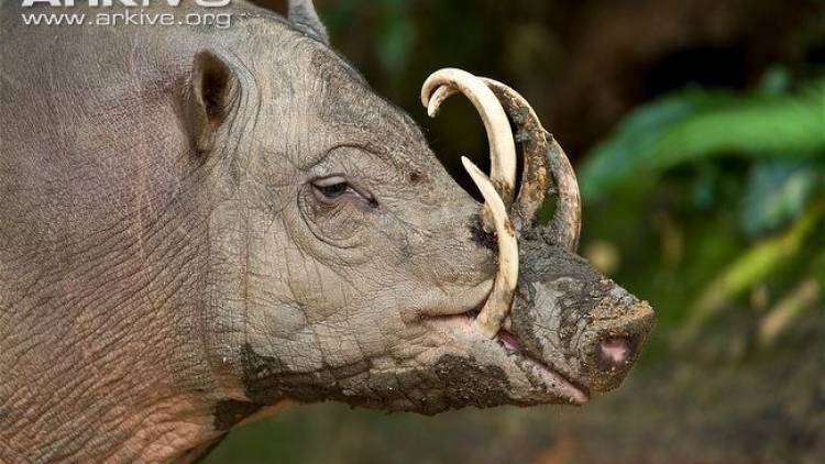 Identifikasi TSL Kunci Sulawesi (Babirusa)