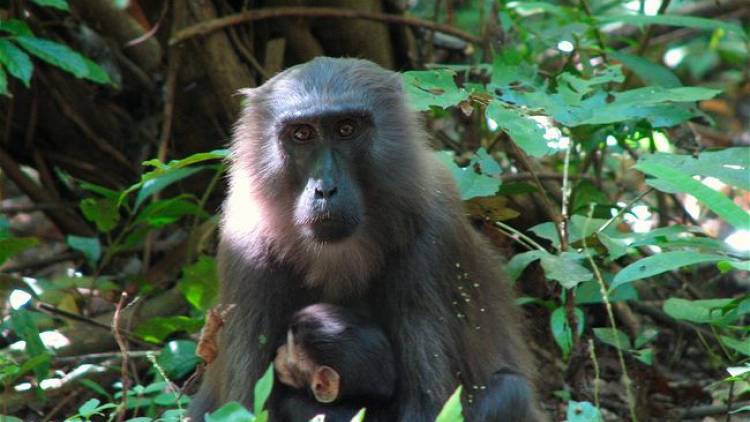 Identifikasi Spesies Kunci Sulawesi ( Monyet Dare - Si Tampan yang jago melompat )