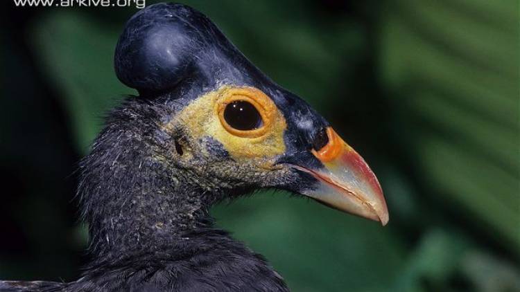 Identifikasi Spesies Kunci Sulawesi (Maleo - Si anti poligami)