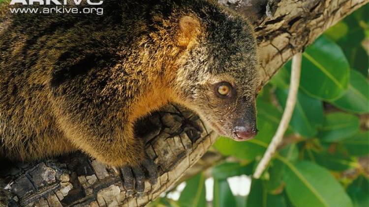 Identifikasi Spesies Kunci Sulawesi (Kuskus Beruang Sulawesi- Si gemar tidur)