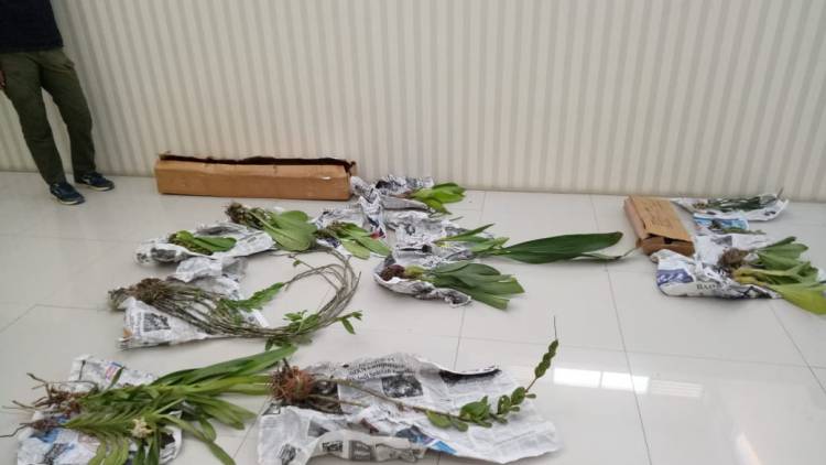 10 jenis anggrek dengan jumlah 20 rumpun di serahkan ke BBKSDA Sulsel
