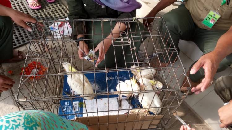 6 Ekor Kakaktua Jambul Kuning titipan Polda Sulsel