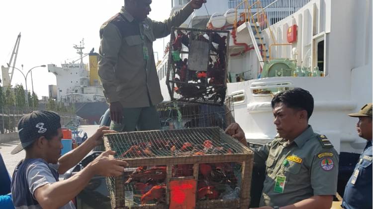 BBKSDA Sulsel Berhasil Mengamankan 74 Red Lory Asal Maluku