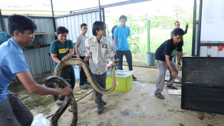SANCA KEMBANG SERAHAN DARI PROFAUNA CHAPTER MAKASSAR