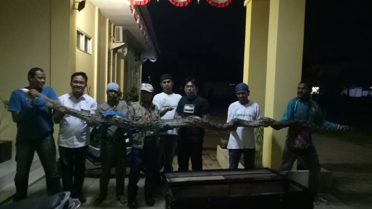 Ular Sanca Kembang di Kantor Damkar Kota Makassar