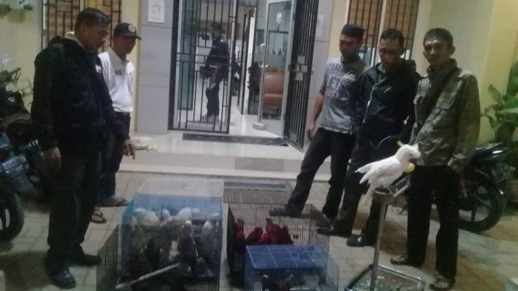 Operasi Gabungan Balai Gakkum LHK Sulawesi dan BBKSDA Sulsel Berhasil Amankan 43 Ekor Satwa Dilindungi.