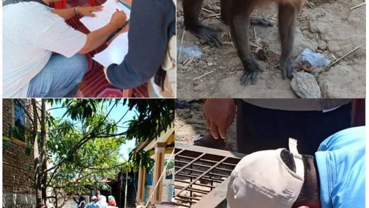 PENANGANAN SATWA LIAR JENIS Macaca Maura DI SALENRANG MAROS