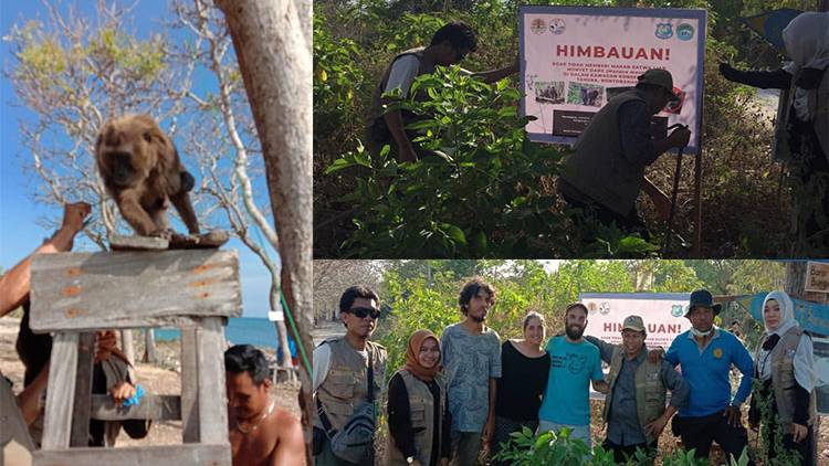 Penanganan konflik satwa liar jenis Macaca maura di Tahura Bonto Bahari Pantai Bira Kab. Bulukumba