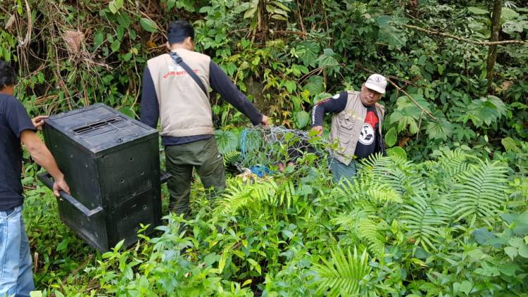 Pelepasliaran Macaca tongkeana di Cagar Alam Faruhumpenai