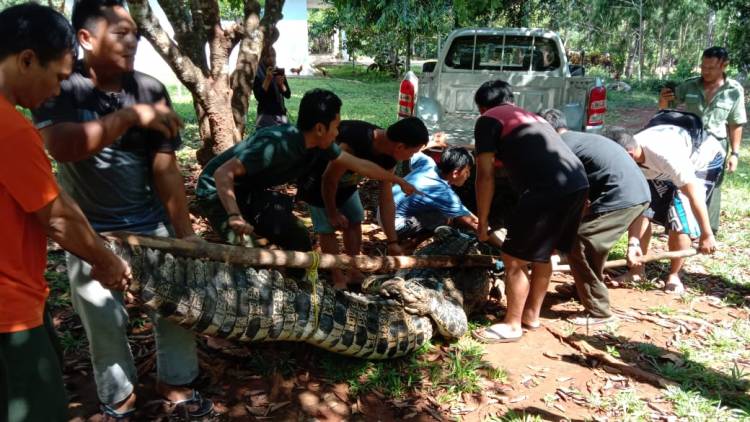 Konflik Buaya dan Manusia di Towuti Berlanjut, BBKSDA Sulsel Evakuasi Buaya