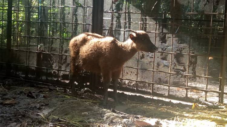 Detik-detik Bertemunya Uben dan Betty di Sanctuary Anoa Lejja