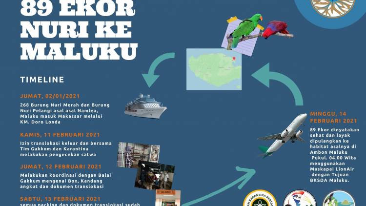 89 EKOR NURI PULANG KE MALUKU MELALUI PENANGANAN PEREDARAN SATWA BERSAMA