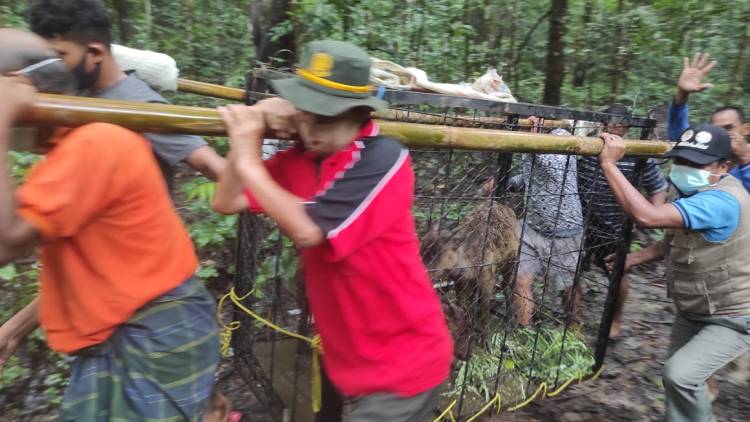 Penghuni baru Amor dan Roxie di Sanctuary Anoa Lejja