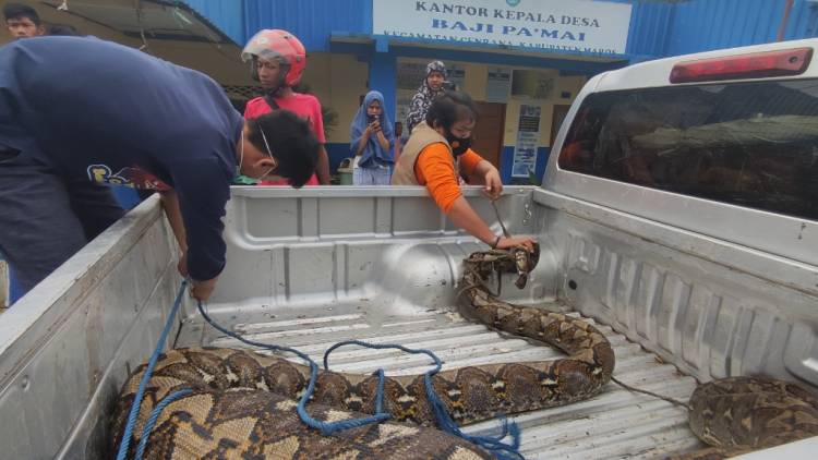TIM WRU SEKSI 4 MAKASSAR EVAKUASI PYTHON 5 METER DI MAROS