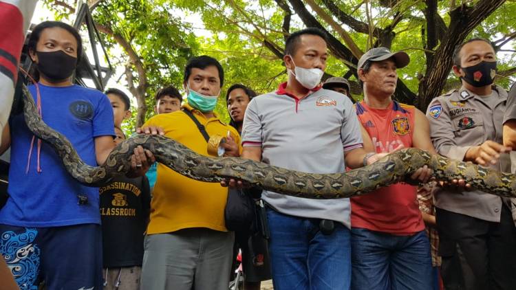 BERSAMA BOBO, TIM WRU KSDA SULSEL EVAKUASI ULAR DI KANAL PEMUKIMAN WARGA