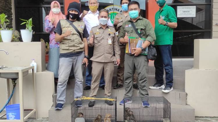 BBKSDA SULSEL TRANSLOKASI MONYET EKOR PANJANG DARI PARE-PARE