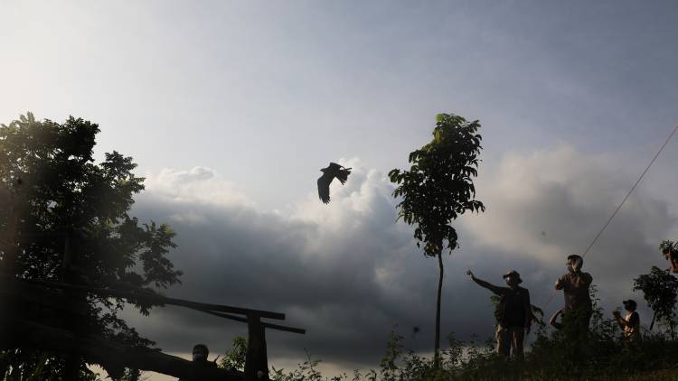 Memperingati Hari Kelahiran Pancasila, BBKSDA Sulsel Rilis Elang Di Suaka Margasatwa Ko’mara