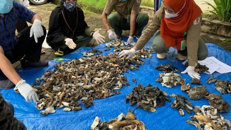 BBKSDA Sulsel : Penyu Hijau Satwa Dilindungi yang Dilarang untuk Dikonsumsi
