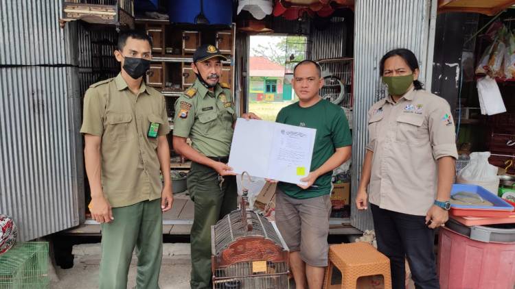 PEDAGANG BURUNG DI SIDRAP SERAHKAN 10 EKOR GELATIK JAWA (Padda oryzivora) KE BALAI BESAR KSDA SULSEL