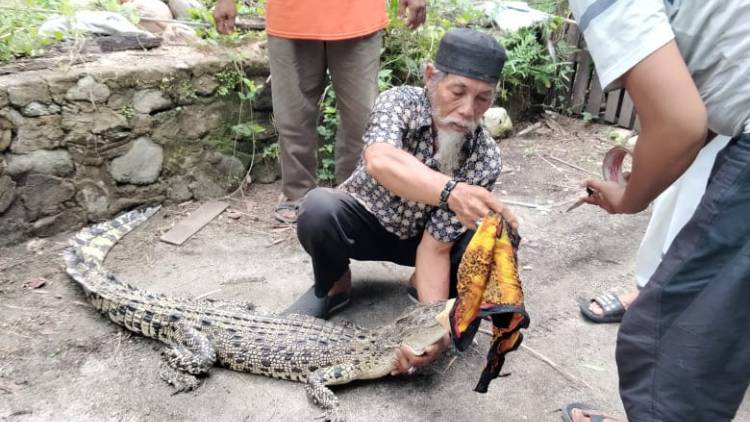 Penyelamatan 1 Ekor Buaya Muara di Perairan Desa Sirindu Kabupaten Majene