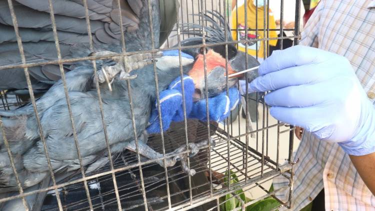 TAAT ATURAN PROKES, 16 EKOR BURUNG KASTURI DAN KAKATUA YANG AKAN DITRANSLOKASI KE KOTA SORONG, PAPUA BARAT WAJIB SWAB-PCR