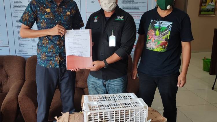 Bukan Kucing Biasa, Kucing Hutan (Prionnallurus Bengalensis) Dilindungi Undang-Undang Tidak Boleh Dipelihara Apalagi Diselundupkan Dan Diperjual Belikan