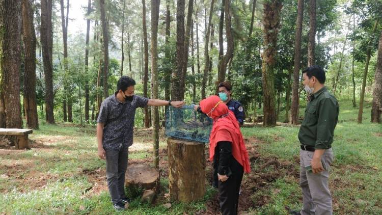 Hari Bumi, BBKSDA Sulsel Lepasliarkan Jalak Tunggir Merah