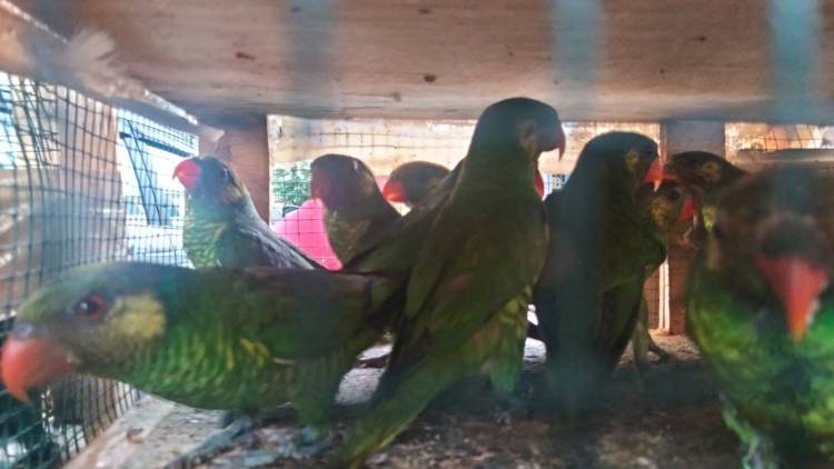 157 Ekor Berhasil Diselamatkan dari Peredaran Burung Illegal