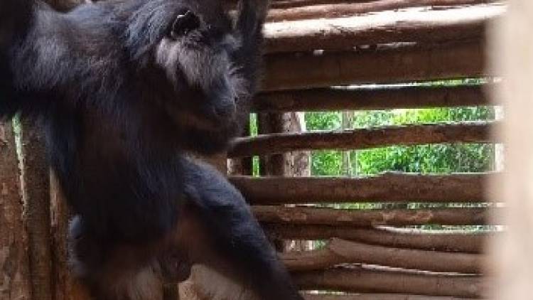 Seekor Macaca tonkeana Masuk Perangkap BBKSDA Sulsel