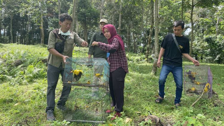 Kisah Kepodang dan Raja Perling Sulawesi di Momen Hari Kebangkitan Nasional