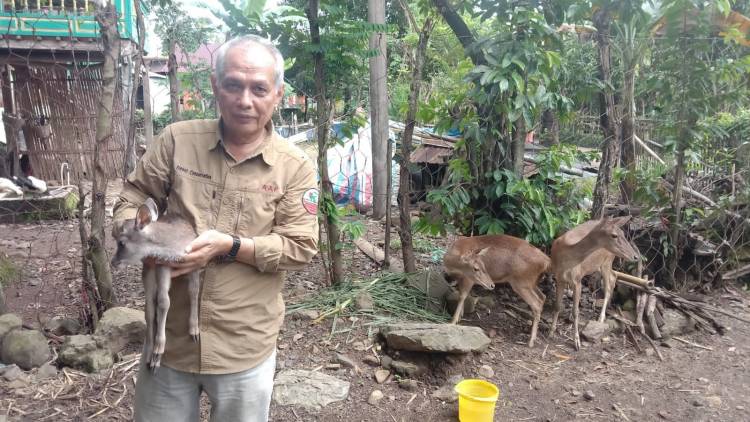 Penangkaran Rusa Kelompok Masyarakat “Mammetang” Dukung Beroperasinya Taman Buru Ko’mara